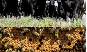 Farming for generations in Fluvanna