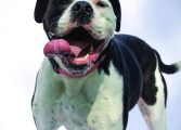 Meet the FSPCA’S Hopeful Hearts Club
