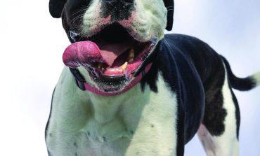 Meet the FSPCA’S Hopeful Hearts Club