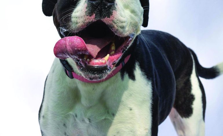 Meet the FSPCA’S Hopeful Hearts Club