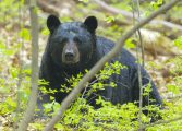 Hungry Bears on the Move as Spring Arrives