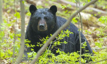 Hungry Bears on the Move as Spring Arrives