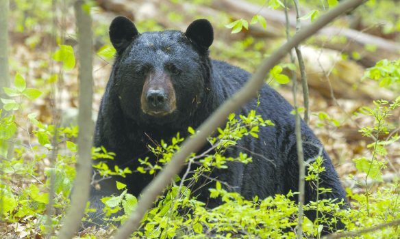 Hungry Bears on the Move as Spring Arrives