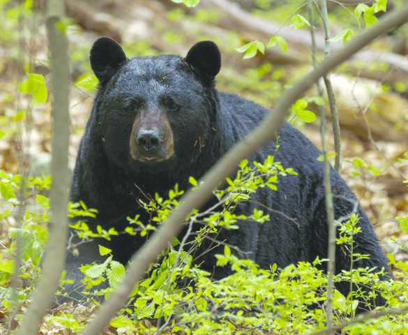 Hungry Bears on the Move as Spring Arrives