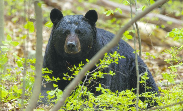 Hungry Bears on the Move as Spring Arrives