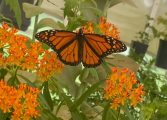 Meet monarch butterflies beginning June 20