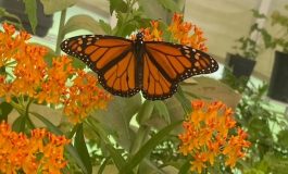 Meet monarch butterflies beginning June 20