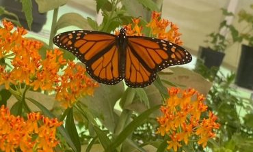 Meet monarch butterflies beginning June 20