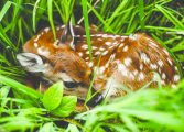 Found a fawn? Leave it alone, wildlife officials say