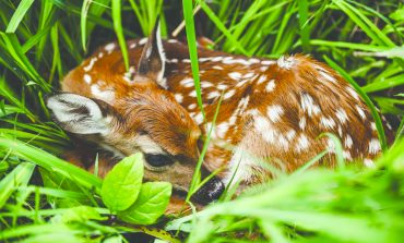 Found a fawn? Leave it alone, wildlife officials say
