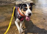 Fluvanna SPCA expands programs and partnerships