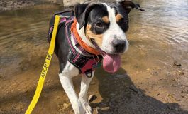 Fluvanna SPCA expands programs and partnerships