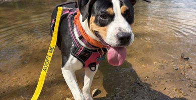 Fluvanna SPCA expands programs and partnerships