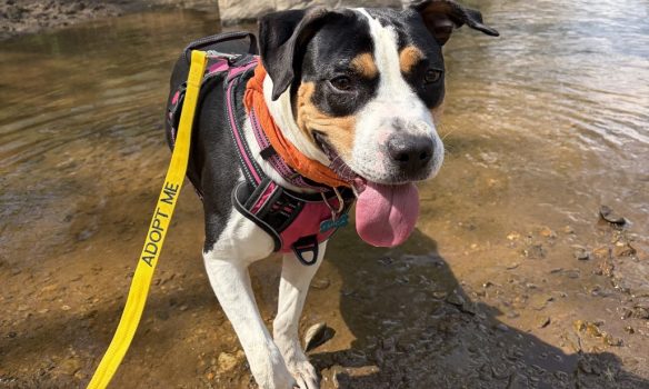 Fluvanna SPCA expands programs and partnerships