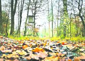 DWR urges tree stand safety as hunters return to woods